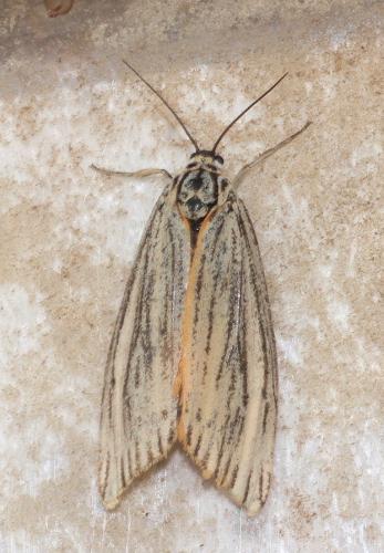 Réf. 305 303 : Coscinia striata